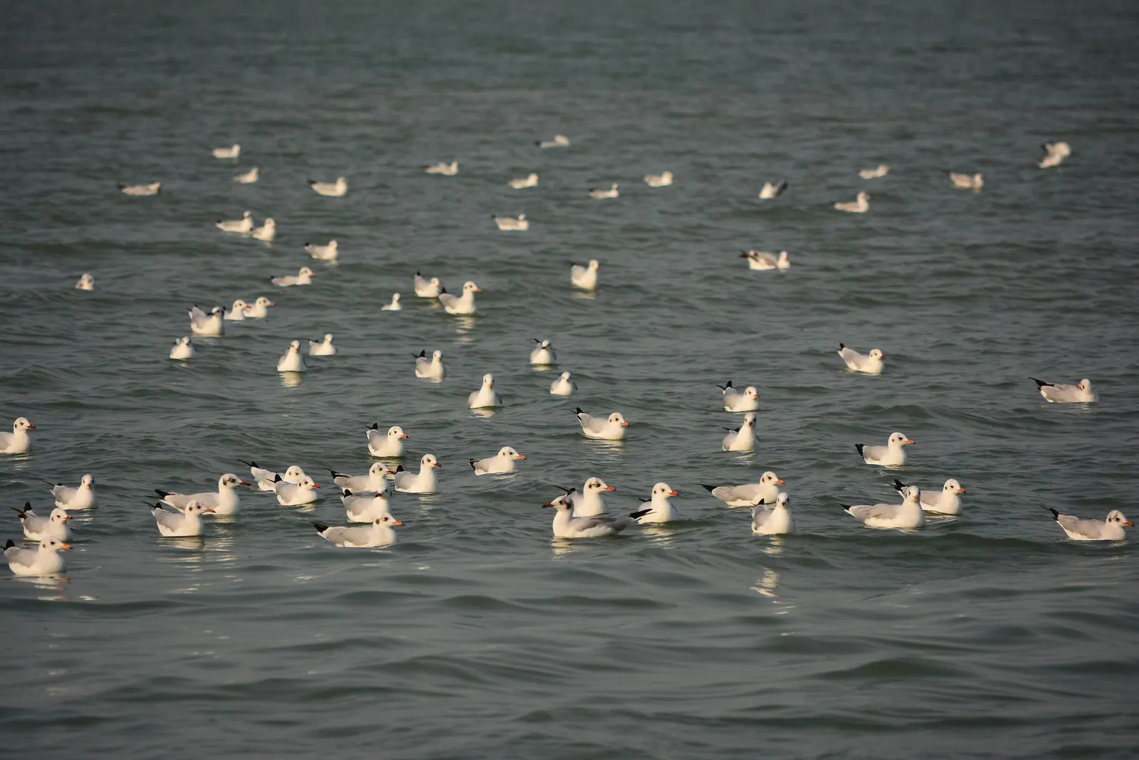 Chilika Bird Sanctuary